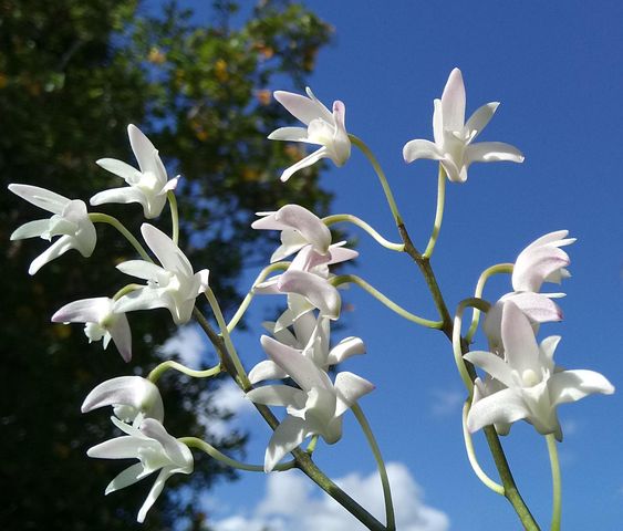 10以上の無料dendrobium 花画像