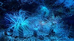 anemone, reef, aquarium
