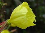 pink evening primrose, tauperlen, dewdrop