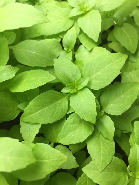 Havearbejde, Planter, Natur, Have, Grøn
