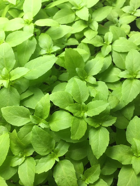 Havearbejde, Planter, Have, Grøn, Forår