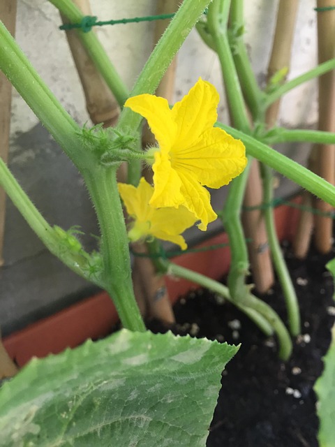 Havearbejde, Planter, Natur, Have, Grøn