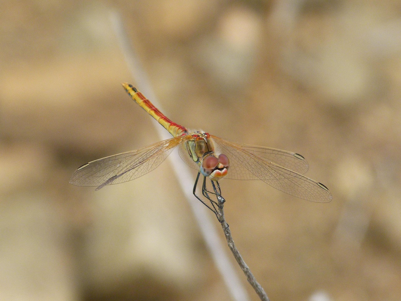 Dragonfly Red Branch - Free photo on Pixabay