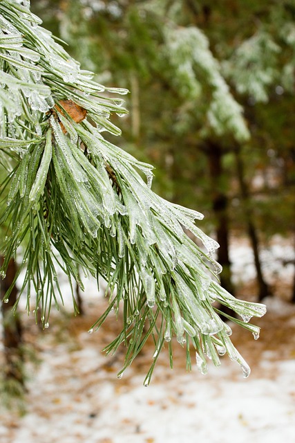 Free Winter Forest photo and picture