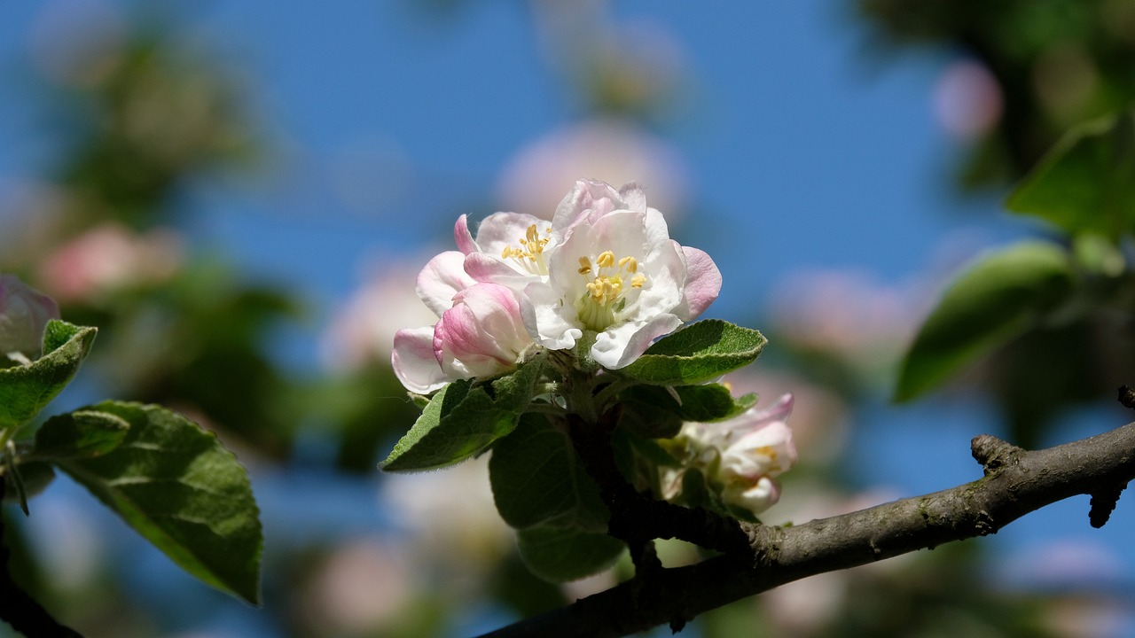 Apple Blossom Tree Spring Free photo on Pixabay Pixabay