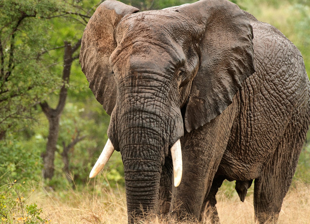 Elephant Africa Wet Wild Free photo on Pixabay Pixabay