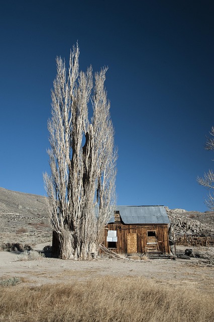 Free Nature Tree photo and picture