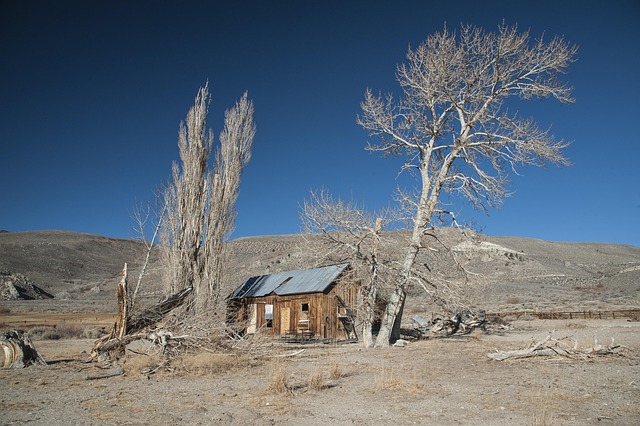 Free Nature Tree photo and picture