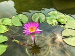 lotus, flower, natural