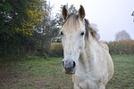 horse, domestic animal, horseback riding