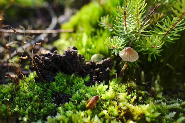 Free Mushroom Macro photo and picture