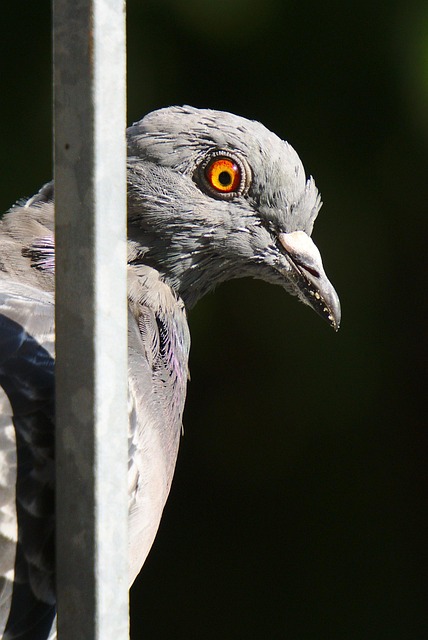 Free Pigeon Bird photo and picture