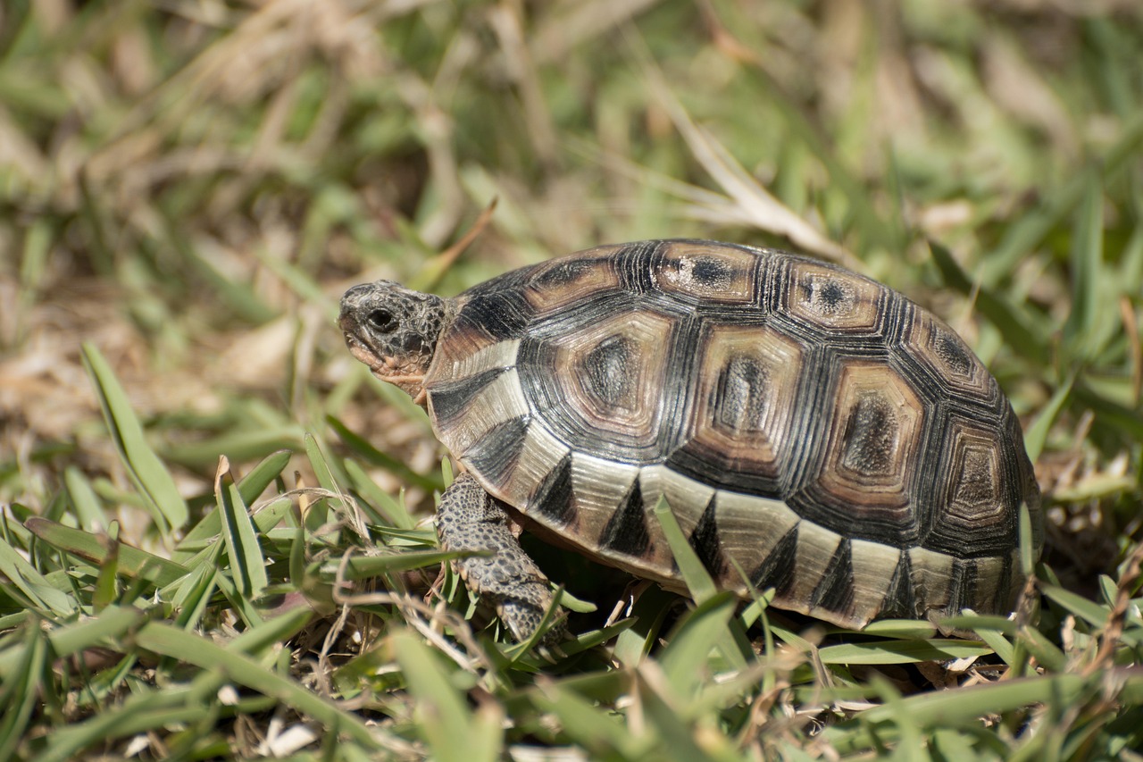 Schildpad Reptiel Reptielen - Gratis foto op Pixabay - Pixabay