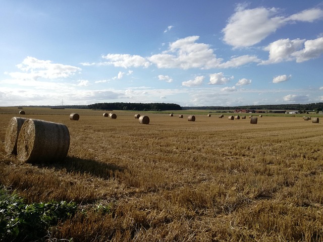 Free Summer Agriculture photo and picture