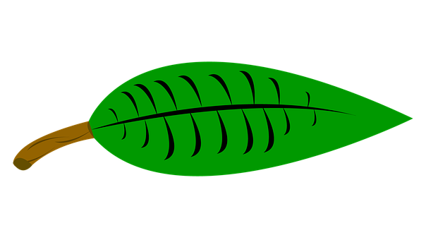 Blad, Træ, Natur, Grøn, Plante, Løv