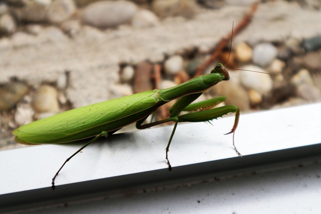 Free Mantis Insects photo and picture