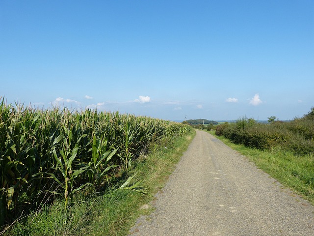 Free Field Cornfield photo and picture