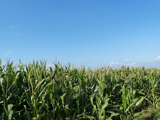 Free Field Cornfield photo and picture