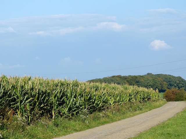 Free Field Cornfield photo and picture