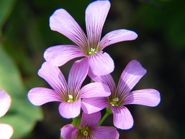 Free Purple Flower photo and picture