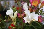 flowers, jonquil, garden