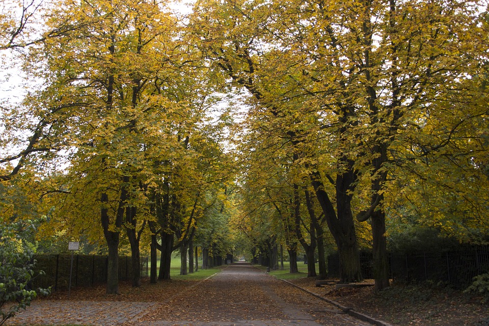 Avenue Trees Fall Golden Free photo on Pixabay Pixabay