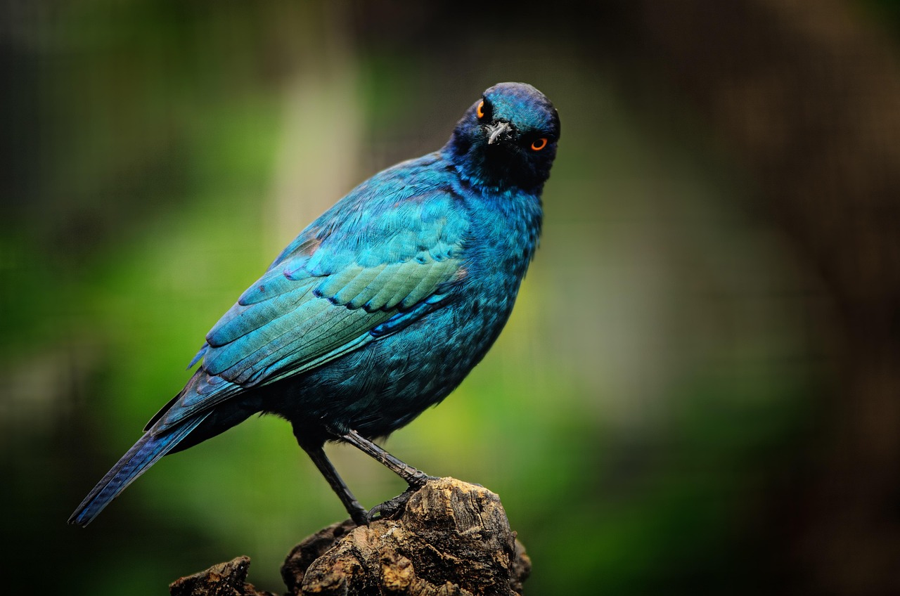 蓝色的鸟起名大全 cape-starling-2793105_1280.jpg