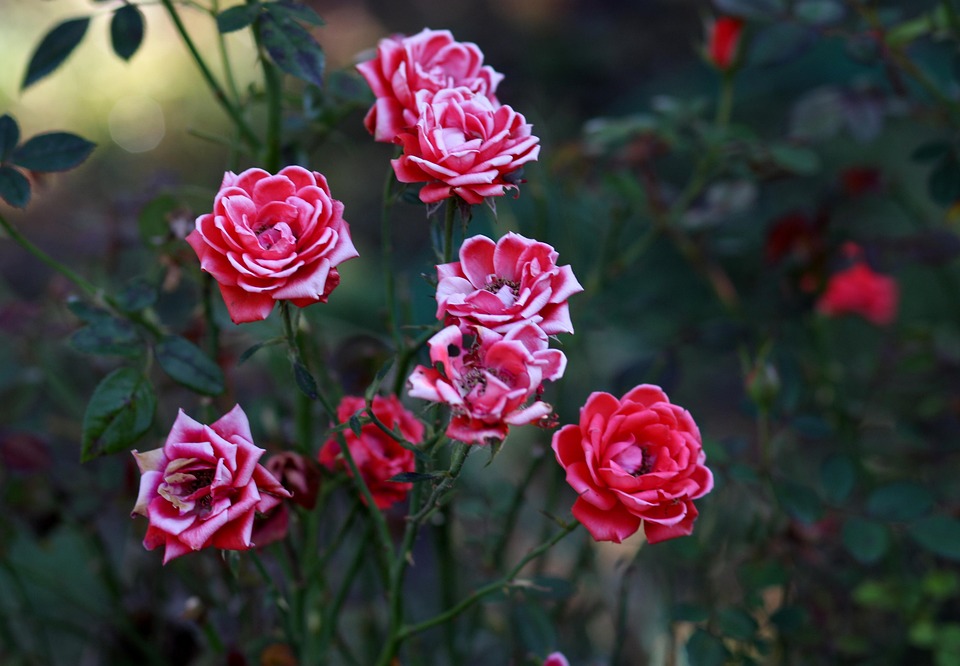 Safe Work Roses Roses Red Dry - Free photo on Pixabay - Pixabay