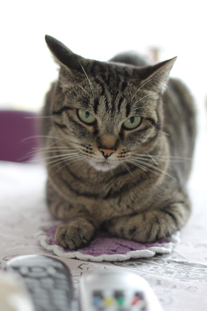 Free Cat Cat Eyes photo and picture