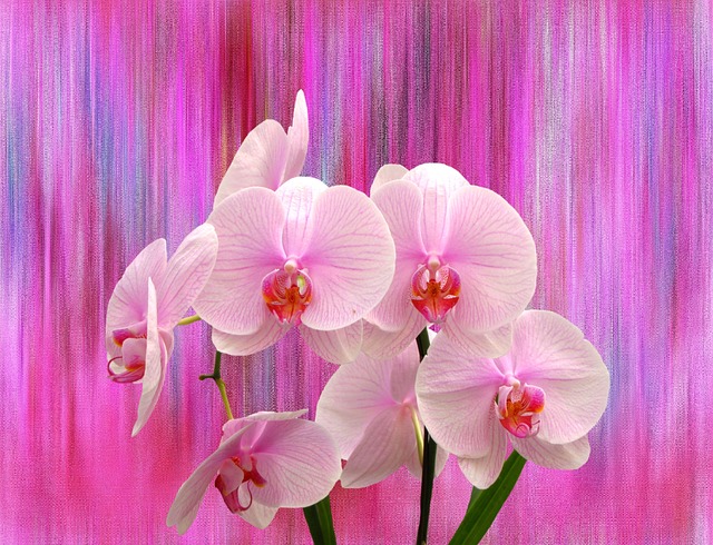 pink orchid flower wallpaper