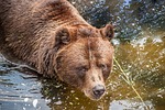 brown bear, water, close