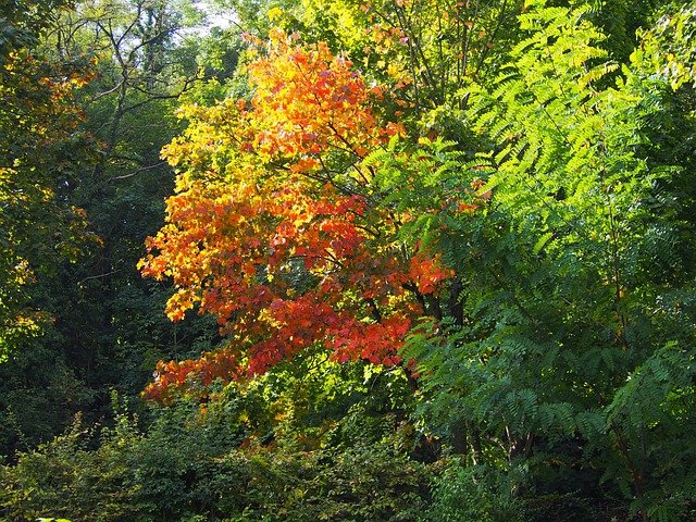 Free Red Green photo and picture