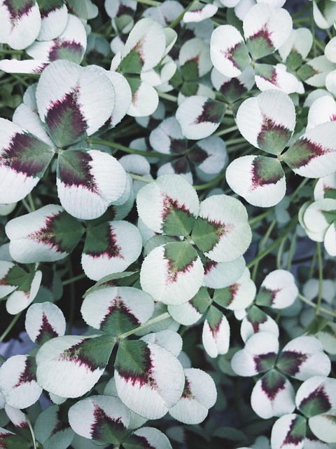 clover, plants, nature, planting, garden