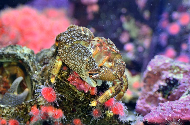 Free Crab Underwater photo and picture