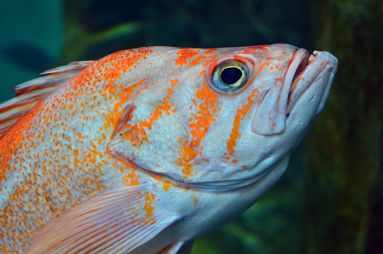 Fish - free online jigsaw puzzle photo