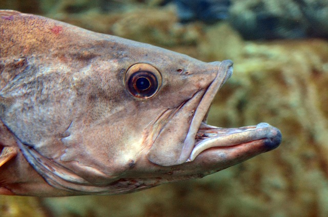 Free Fish Underwater photo and picture