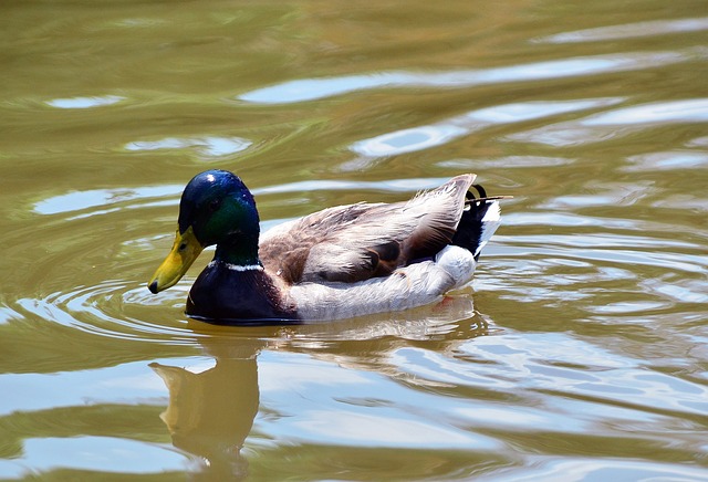 Free Duck Wildlife photo and picture