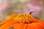 flower, close, zinnia