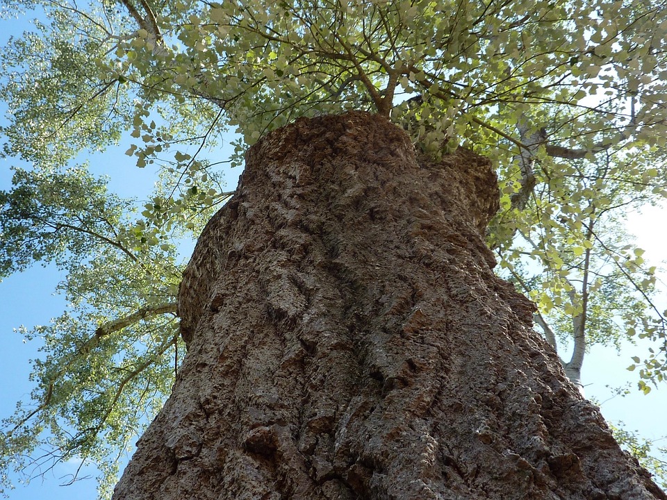 Tree Bark Drink Free photo on Pixabay Pixabay