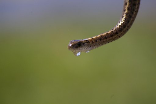 Serpiente De Liga, Agua, Goteo
