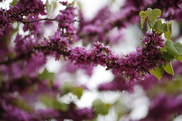 Yunnan, Flor, Primavera