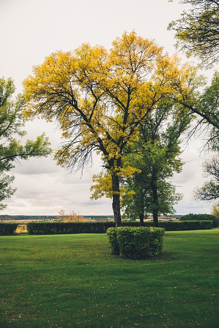 Free Fall Tree photo and picture