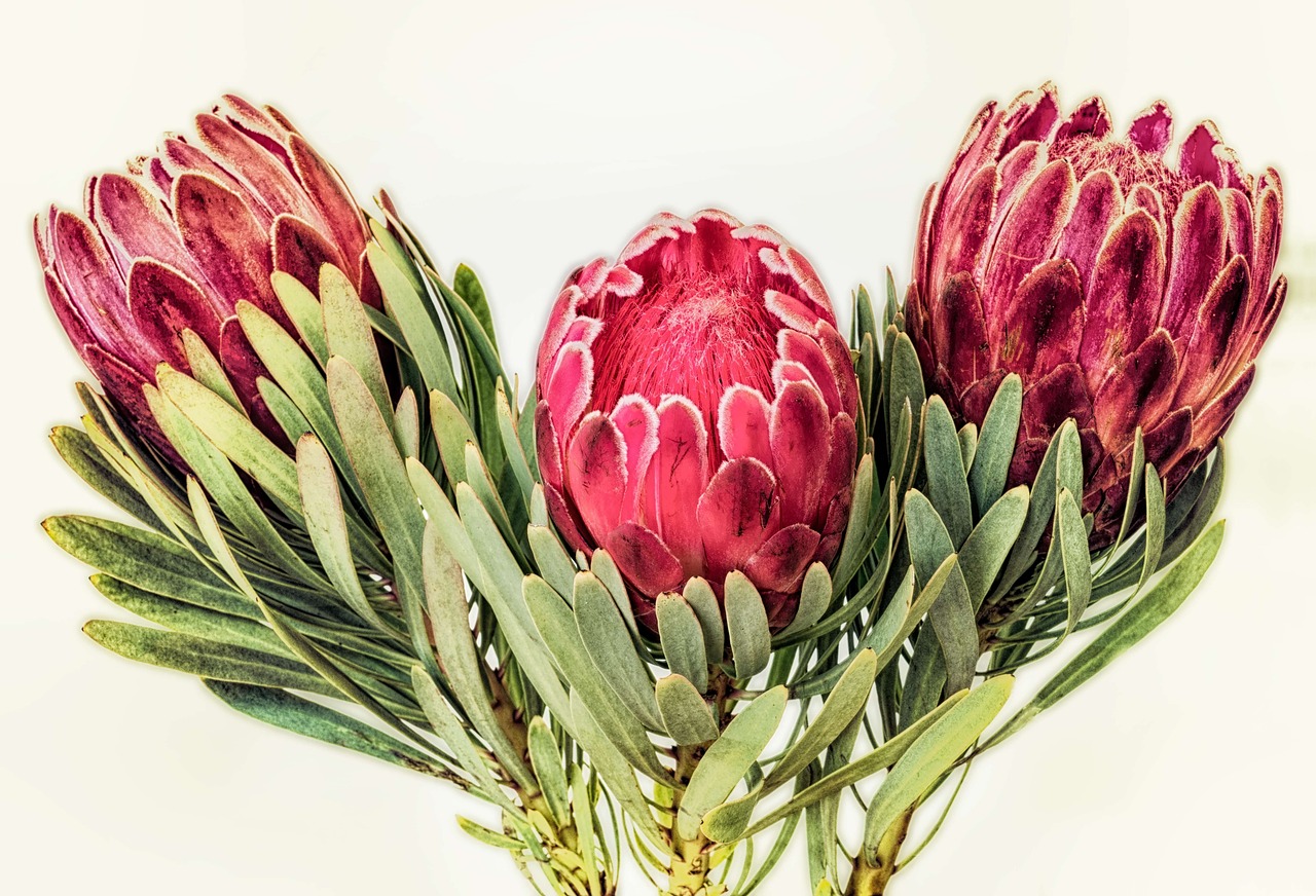 400 000 Free Protea Flowers Protea Images Pixabay 400 000 Free Protea Flowers Protea Images Pixabay