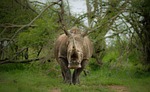 rhinoceros, large, full