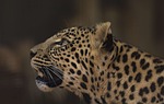 leopard, cub, rosettes