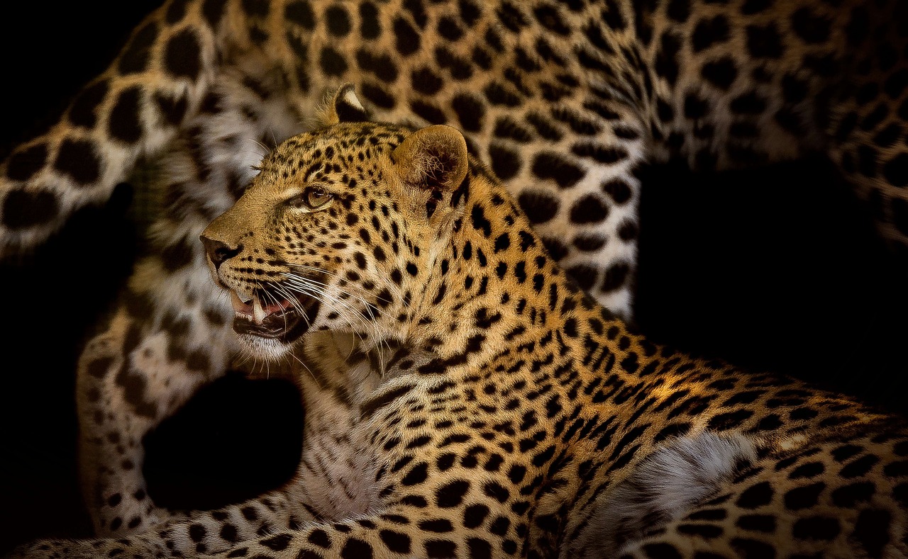 Leopard Close Rosettes - Free photo on Pixabay