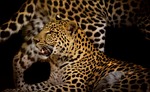 leopard, close, rosettes