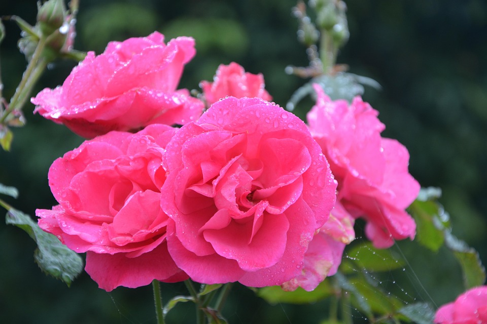Flower Pink Flowers Color · Free photo on Pixabay