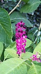 plant, pokeweed, asian ornamental plant
