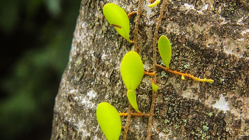 Asian parasitic leafless plant